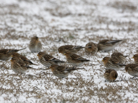 stehl�k horsk�
 (Carduelis flavirostris
)
