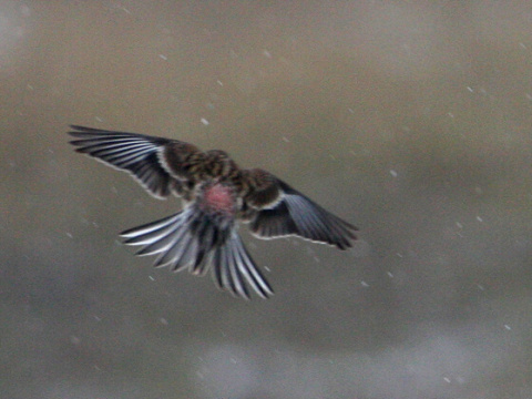 stehl�k horsk�
 (Carduelis flavirostris
)
