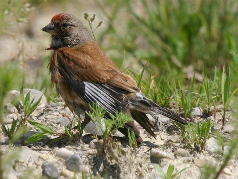 stehl�k konopiar / stehl�k kon�pka
 (Carduelis cannabina
)