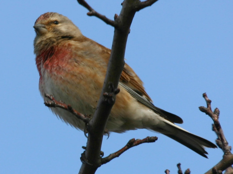 stehl�k konopiar / stehl�k kon�pka
 (Carduelis cannabina
)