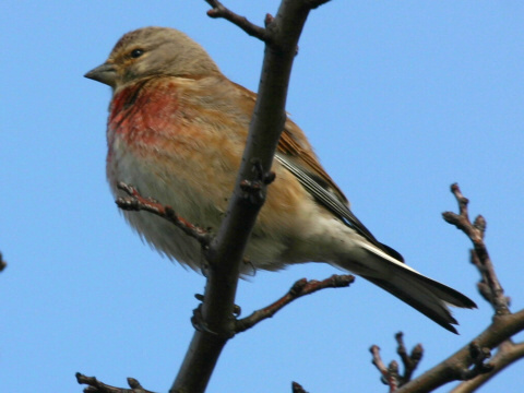 stehl�k konopiar / stehl�k kon�pka
 (Carduelis cannabina
)