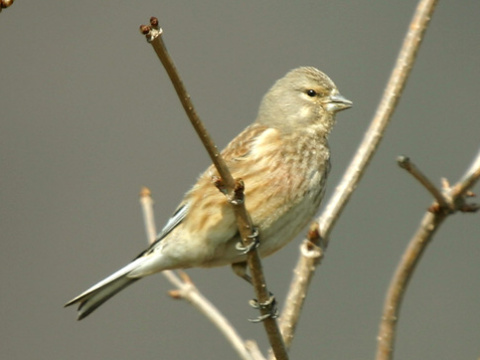 stehl�k konopiar / stehl�k kon�pka
 (Carduelis cannabina
)