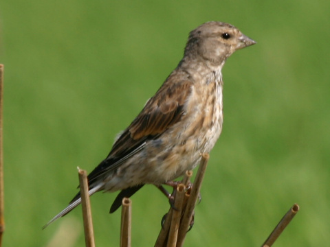 stehl�k konopiar / stehl�k kon�pka
 (Carduelis cannabina
)
