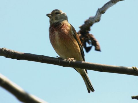 stehl�k konopiar / stehl�k kon�pka
 (Carduelis cannabina
)