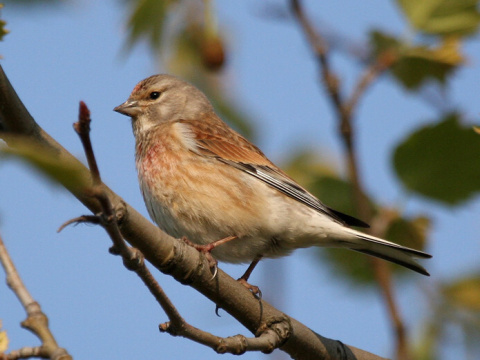stehl�k konopiar / stehl�k kon�pka
 (Carduelis cannabina
)