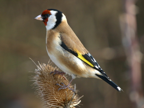stehl�k pestr� / stehl�k oby�ajn� 
 (Carduelis carduelis
)