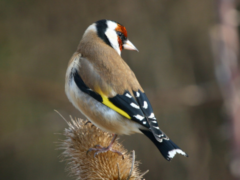 stehl�k pestr� / stehl�k oby�ajn� 
 (Carduelis carduelis
)