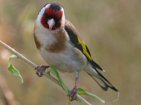stehl�k pestr� / stehl�k oby�ajn� 
 (Carduelis carduelis
)