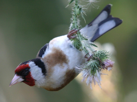 stehl�k pestr� / stehl�k oby�ajn� 
 (Carduelis carduelis
)