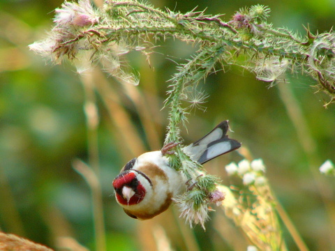 stehl�k pestr� / stehl�k oby�ajn� 
 (Carduelis carduelis
)