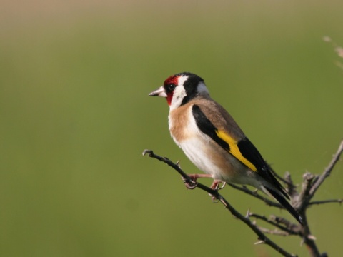 stehl�k pestr� / stehl�k oby�ajn� 
 (Carduelis carduelis
)