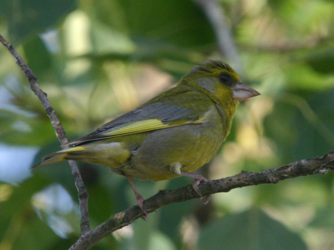 stehl�k zelen� / zelienka oby�ajn�
 (Carduelis chloris
)