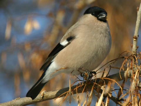 h�� lesn� / h�� oby�ajn�
 (Pyrrhula pyrrhula
)