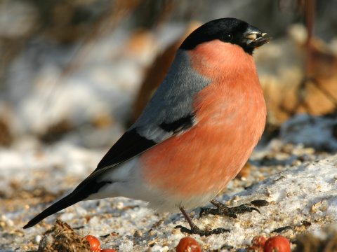 h�� lesn� / h�� oby�ajn�
 (Pyrrhula pyrrhula
)