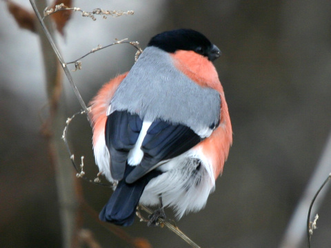 h�� lesn� / h�� oby�ajn�
 (Pyrrhula pyrrhula
)