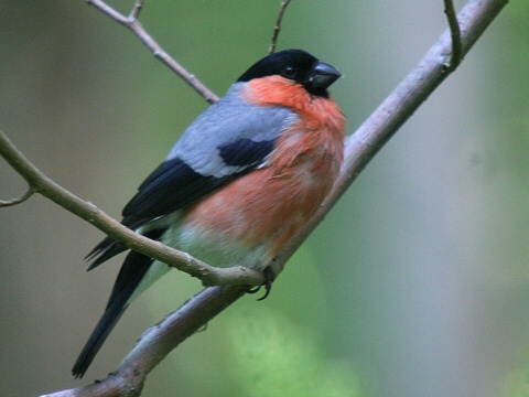 h�� lesn� / h�� oby�ajn�
 (Pyrrhula pyrrhula
)