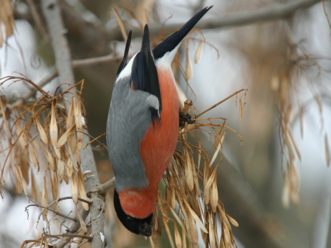 h�� lesn� / h�� oby�ajn�
 (Pyrrhula pyrrhula
)