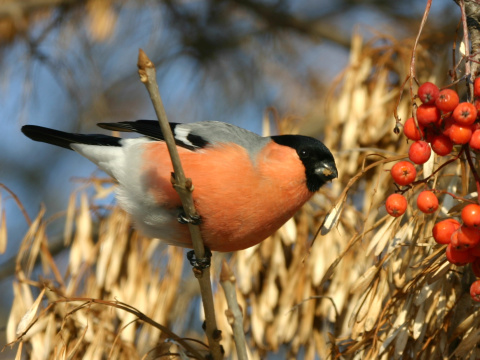 h�� lesn� / h�� oby�ajn�
 (Pyrrhula pyrrhula
)