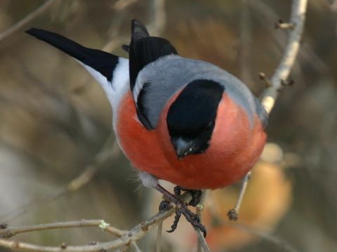 h�� lesn� / h�� oby�ajn�
 (Pyrrhula pyrrhula
)