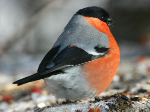 h�� lesn� / h�� oby�ajn�
 (Pyrrhula pyrrhula
)