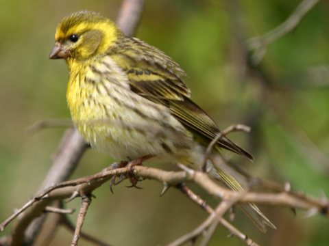 kan�rik po�n�
 (Serinus serinus
)