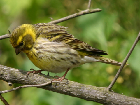 kan�rik po�n�
 (Serinus serinus
)