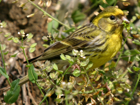 kan�rik po�n�
 (Serinus serinus
)