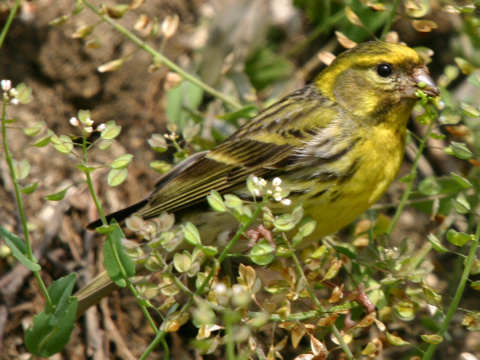 kan�rik po�n�
 (Serinus serinus
)