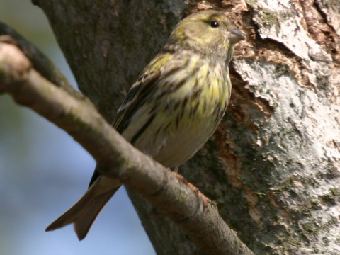 kan�rik po�n�
 (Serinus serinus
)