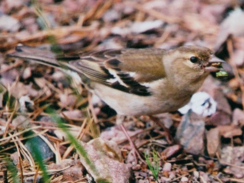 pinka lesn� / pinka oby�ajn�
 (Fringilla coelebs
)