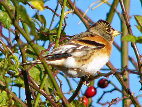 pinka seversk� (ikavec) 
 (Fringilla montifringilla
)