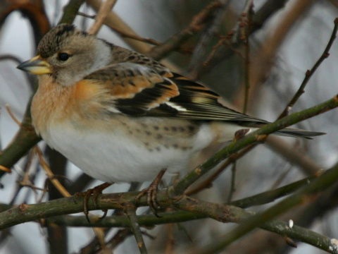 pinka seversk� (ikavec) 
 (Fringilla montifringilla
)
