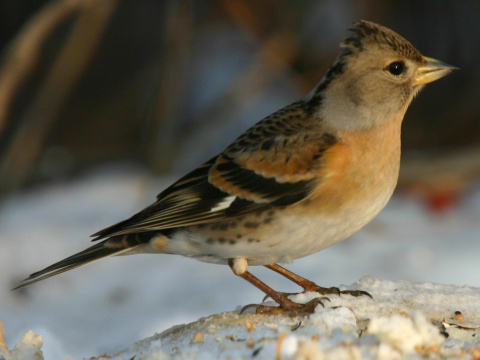 pinka seversk� (ikavec) 
 (Fringilla montifringilla
)