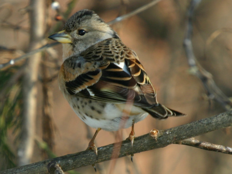 pinka seversk� (ikavec) 
 (Fringilla montifringilla
)