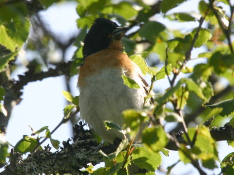pinka seversk� (ikavec) 
 (Fringilla montifringilla
)