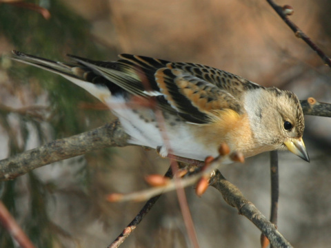 pinka seversk� (ikavec) 
 (Fringilla montifringilla
)