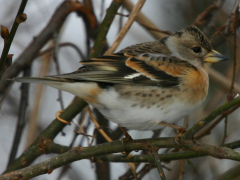 pinka seversk� (ikavec) 
 (Fringilla montifringilla
)
