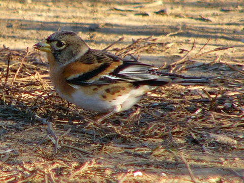 pinka seversk� (ikavec) 
 (Fringilla montifringilla
)