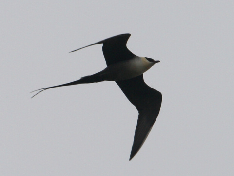 pomorn�k dlhochvost� / pomorn�k mal�
 (Stercorarius longicaudus
)