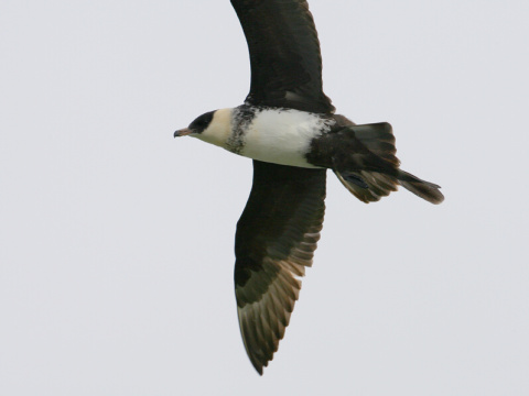 pomorn�k �irokochvost� / pomorn�k stredn�
 (Stercorarius pomarinus
)