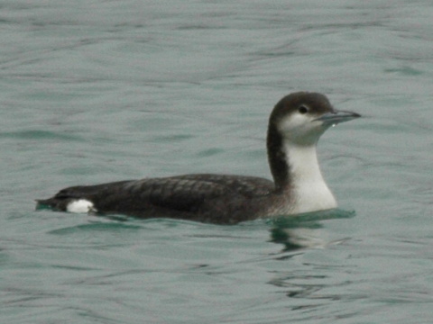 pot�plica seversk� / pot�plica stredn� 
 (Gavia arctica
)