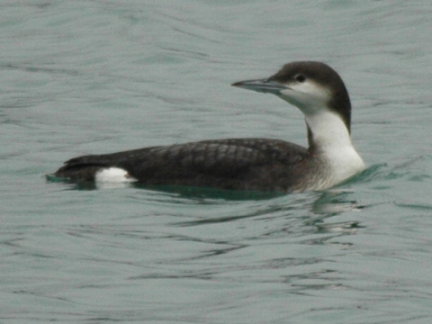 pot�plica seversk� / pot�plica stredn� 
 (Gavia arctica
)