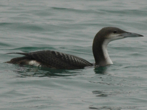 pot�plica seversk� / pot�plica stredn� 
 (Gavia arctica
)