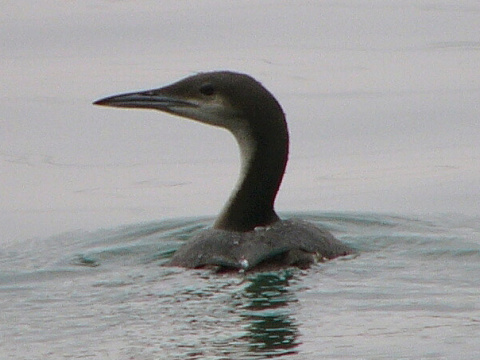 pot�plica seversk� / pot�plica stredn� 
 (Gavia arctica
)