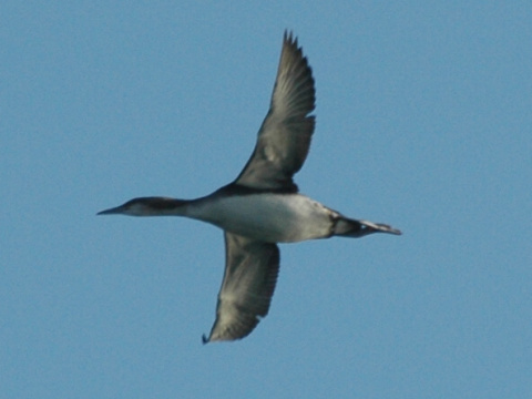 pot�plica seversk� / pot�plica stredn� 
 (Gavia arctica
)