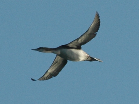 pot�plica seversk� / pot�plica stredn� 
 (Gavia arctica
)