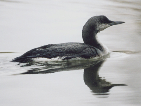 pot�plica seversk� / pot�plica stredn� 
 (Gavia arctica
)