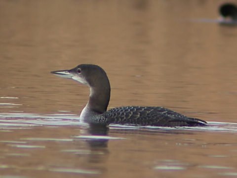 pot�plica �adov� / pot�plica ve�k�
 (Gavia immer
)