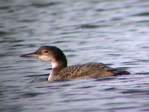 pot�plica �adov� / pot�plica ve�k�
 (Gavia immer
)