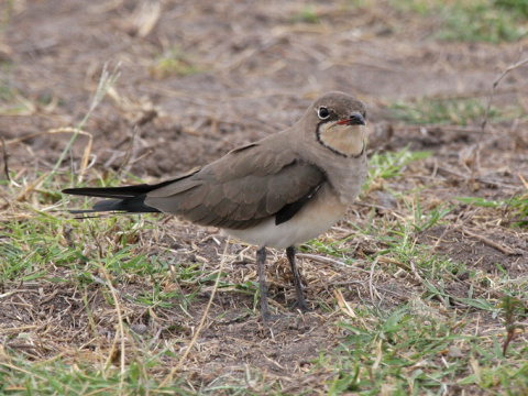 prielo�n�k �iernokr�dly
 (Glareola nordmanni
)